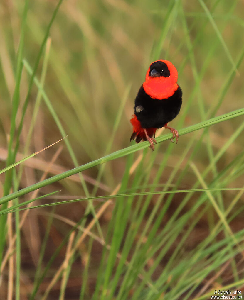 Northern Red Bishop male adult breeding