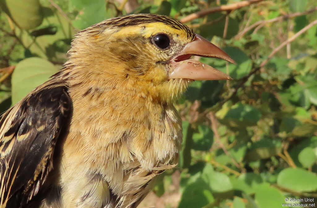 Black-winged Red Bishopimmature