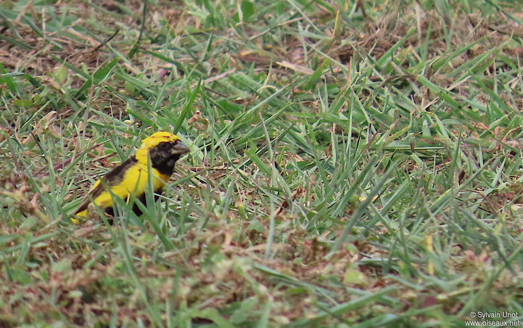 Yellow-crowned Bishop male adult transition