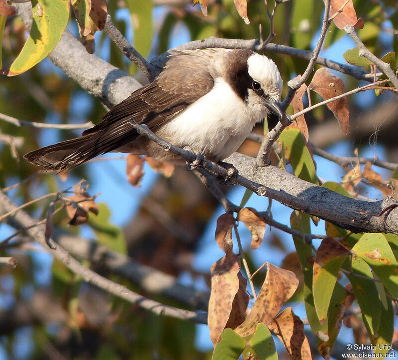 Southern White-crowned Shrike