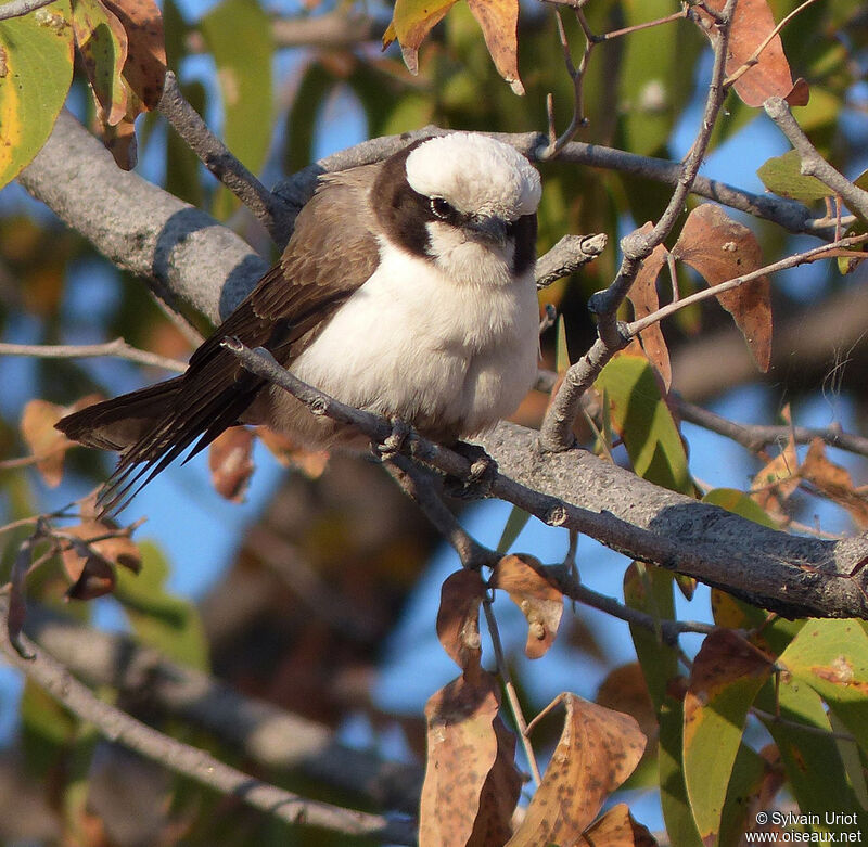 Southern White-crowned Shrike