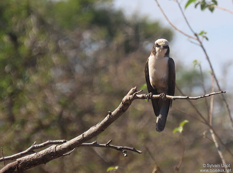 Southern White-crowned Shrikeadult