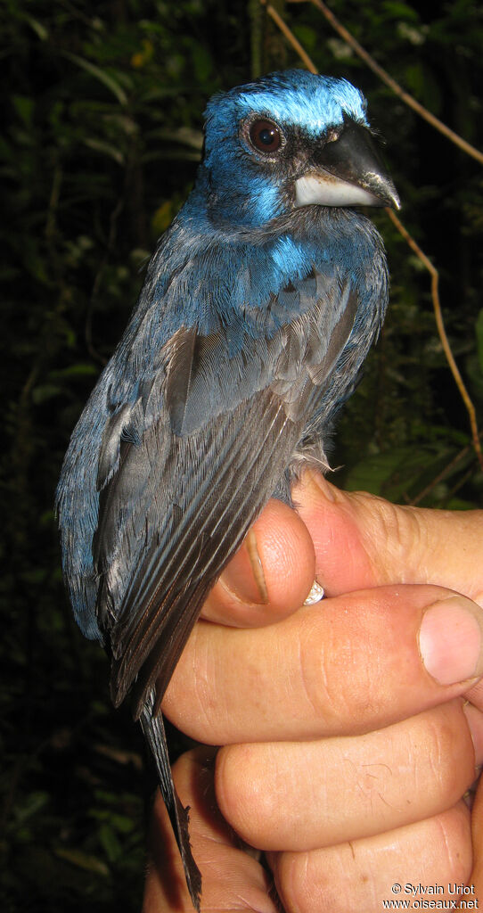 Évêque de Rothschild mâle adulte