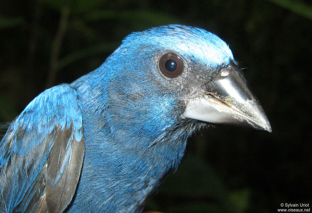 Évêque de Rothschild mâle adulte