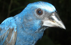 Évêque de Rothschild