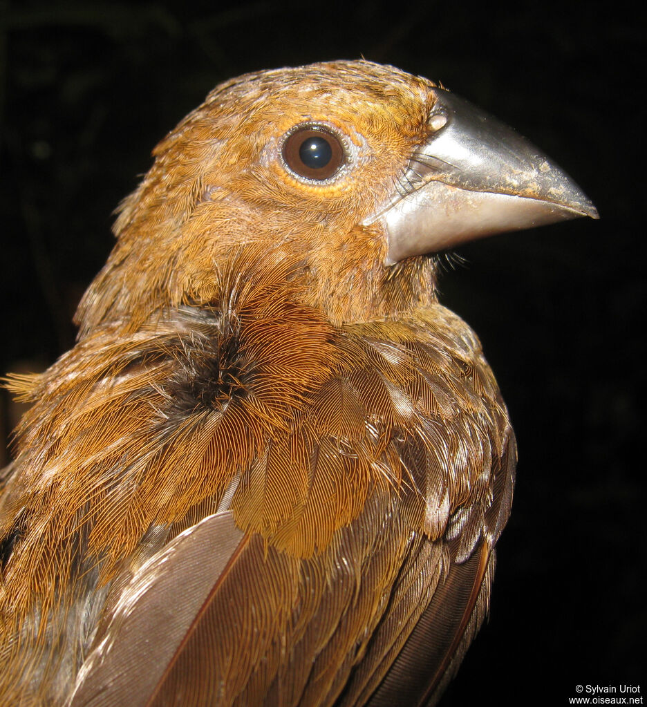 Évêque de Rothschild femelle adulte