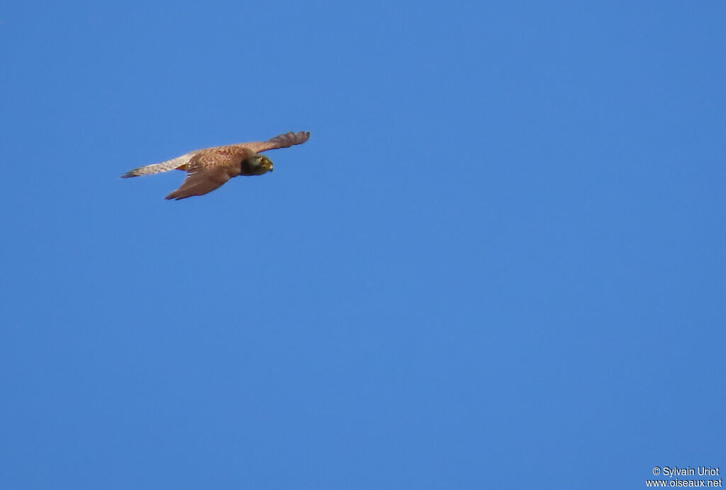 Common Kestrel male adult