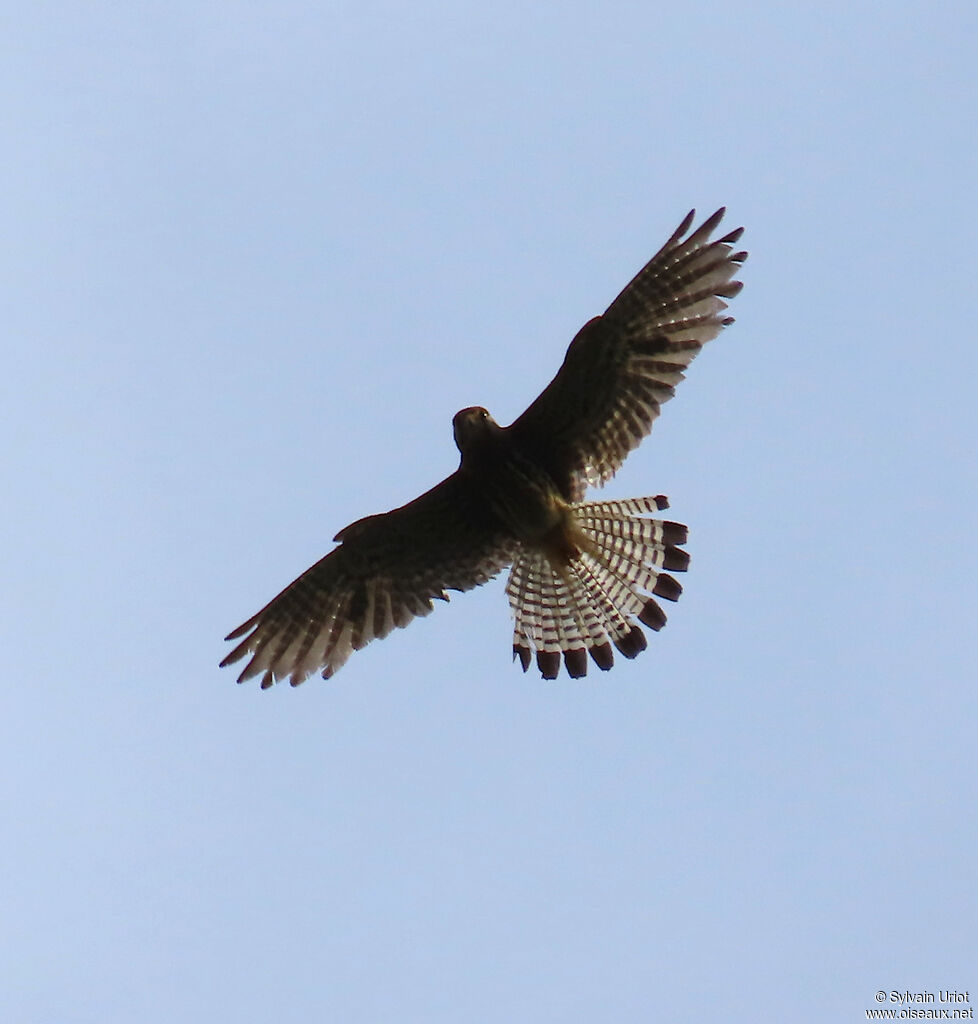 Common Kestrel male adult