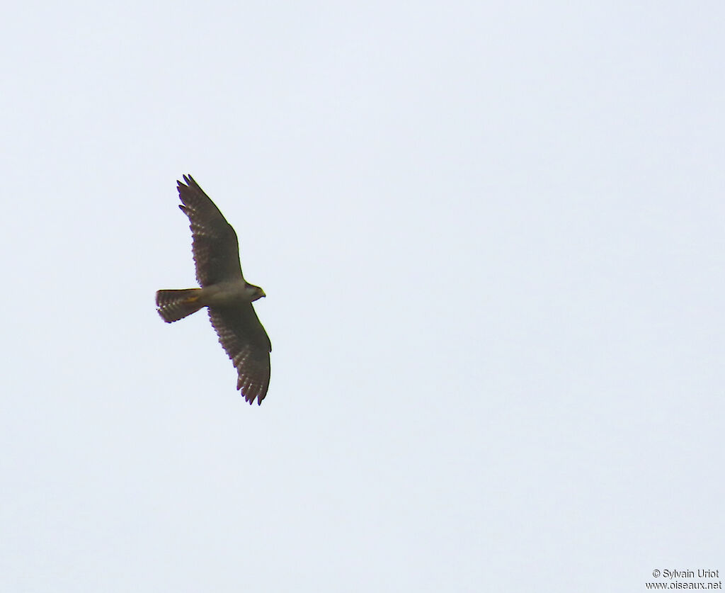 Lanner Falconadult