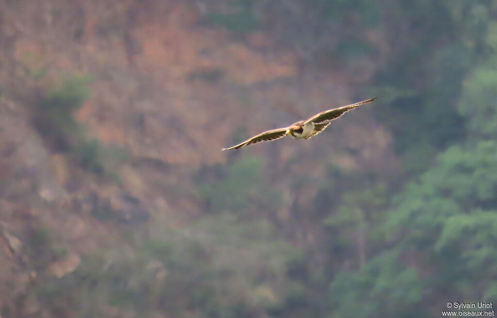 Lanner Falconadult