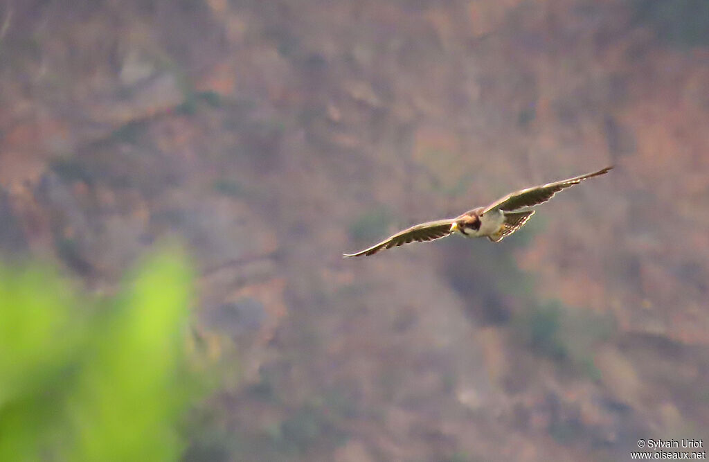 Lanner Falconadult