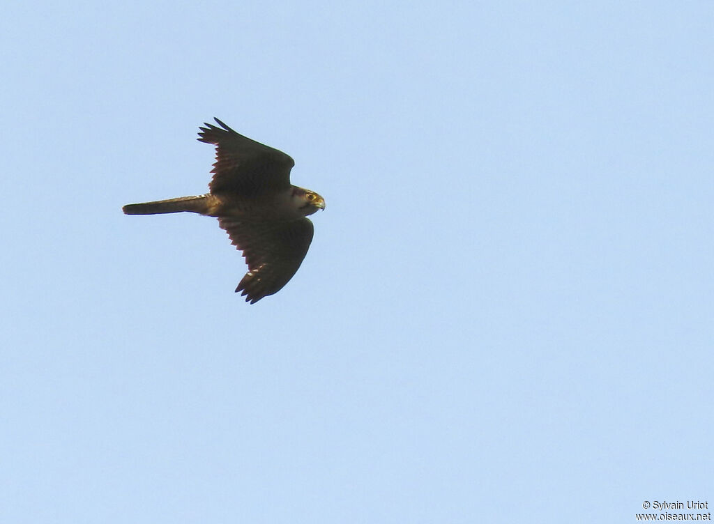 Lanner Falconadult