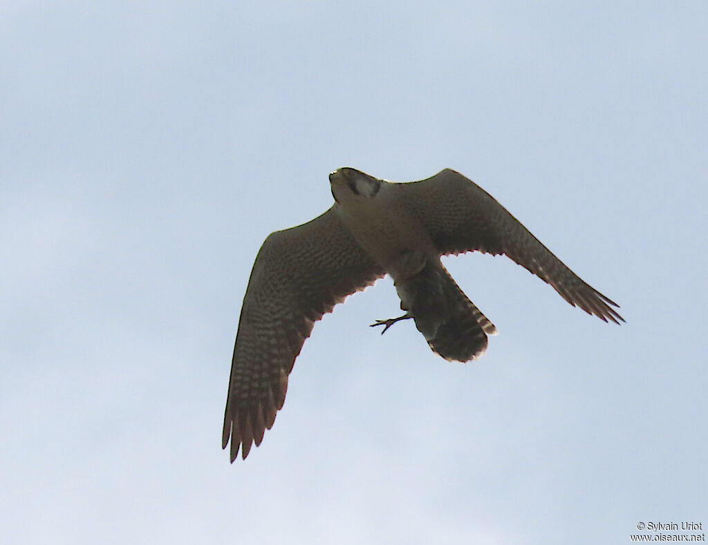 Lanner Falconadult
