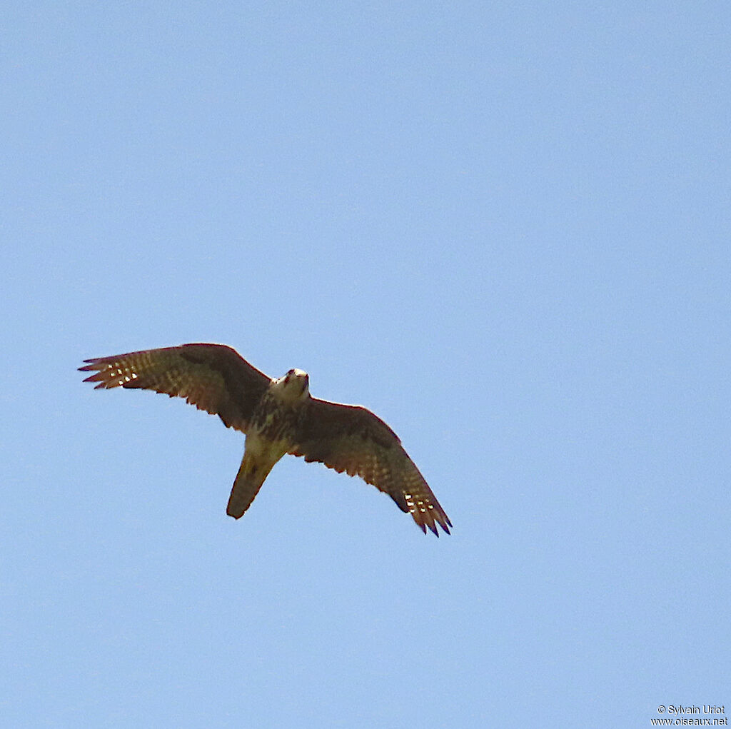 Lanner Falconjuvenile