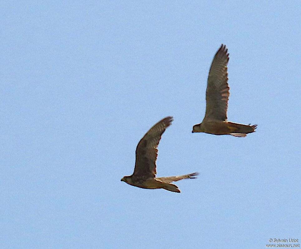 Lanner Falcon