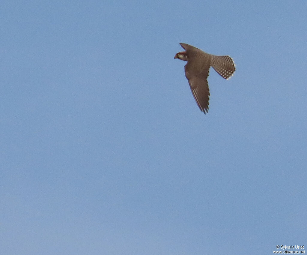 Lanner Falconadult