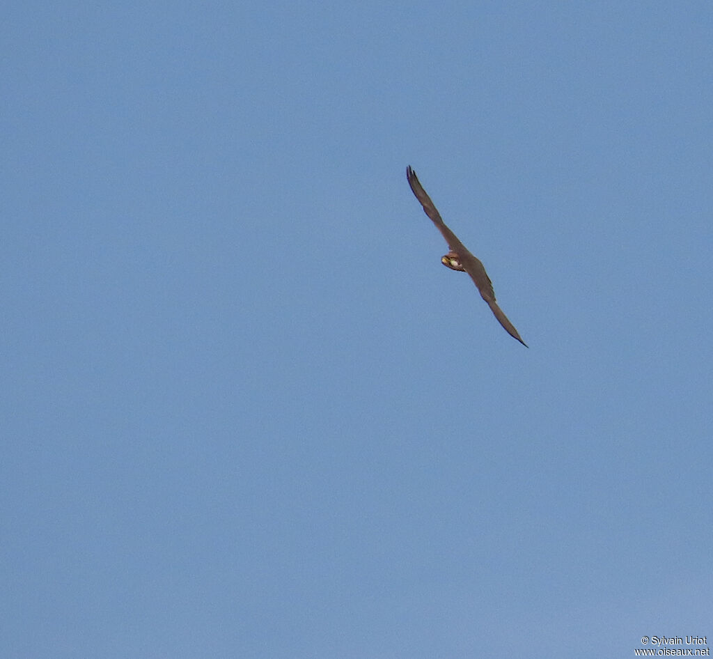 Lanner Falconadult