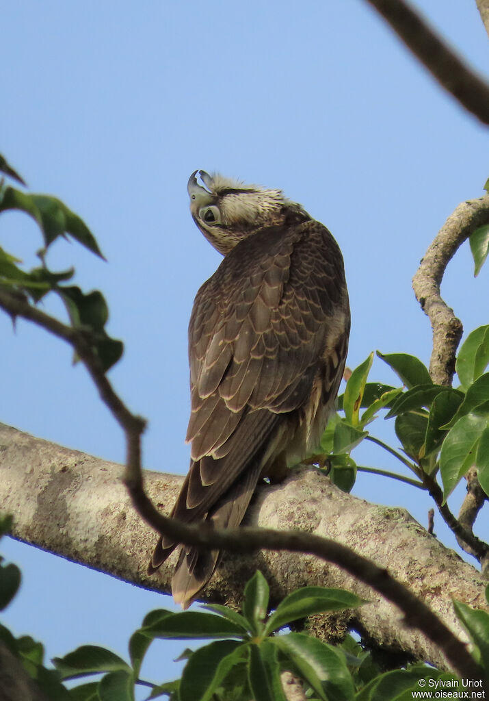 Lanner Falconjuvenile