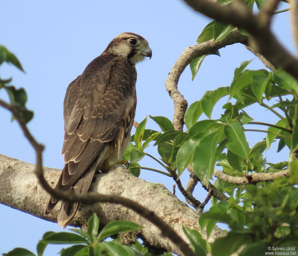 Lanner Falconjuvenile