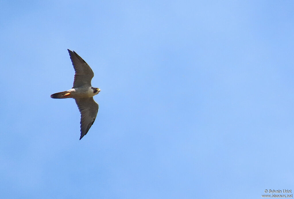 Faucon pèlerinadulte