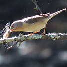 Fauvette passerinette