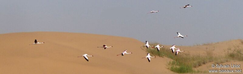 Lesser Flamingo