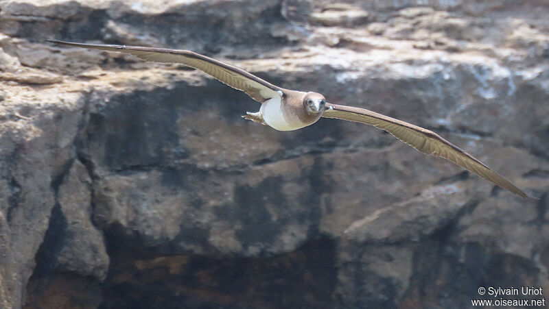 Blue-footed Boobyimmature