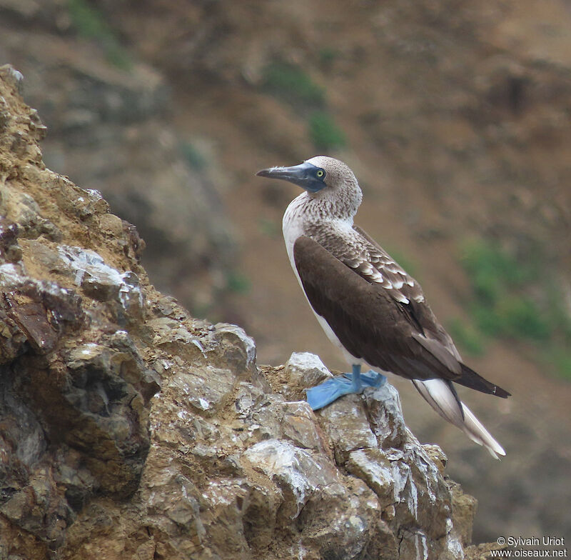 Blue-footed Boobyadult