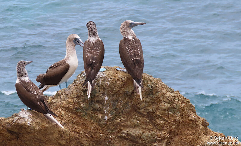 Blue-footed Boobyadult