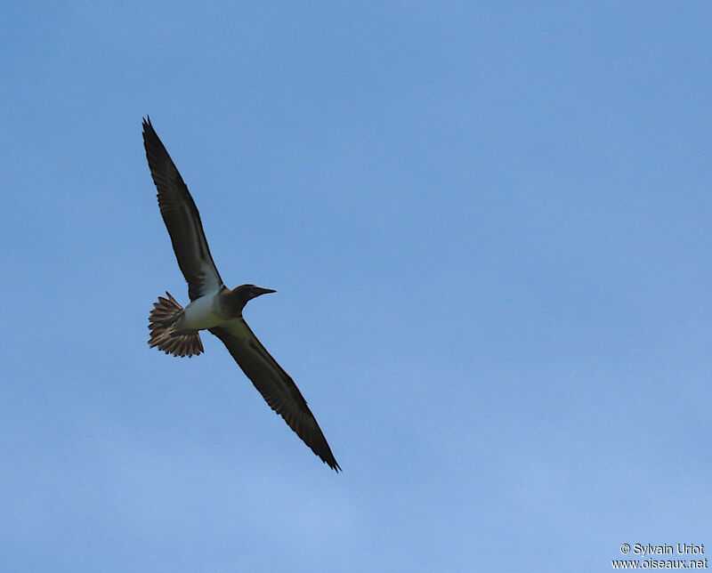 Blue-footed Boobyimmature