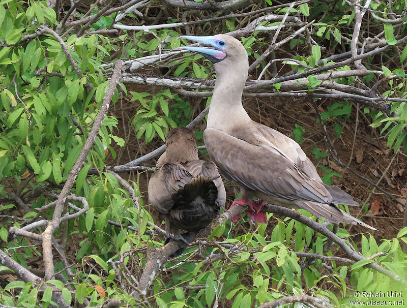 Fou à pieds rouges