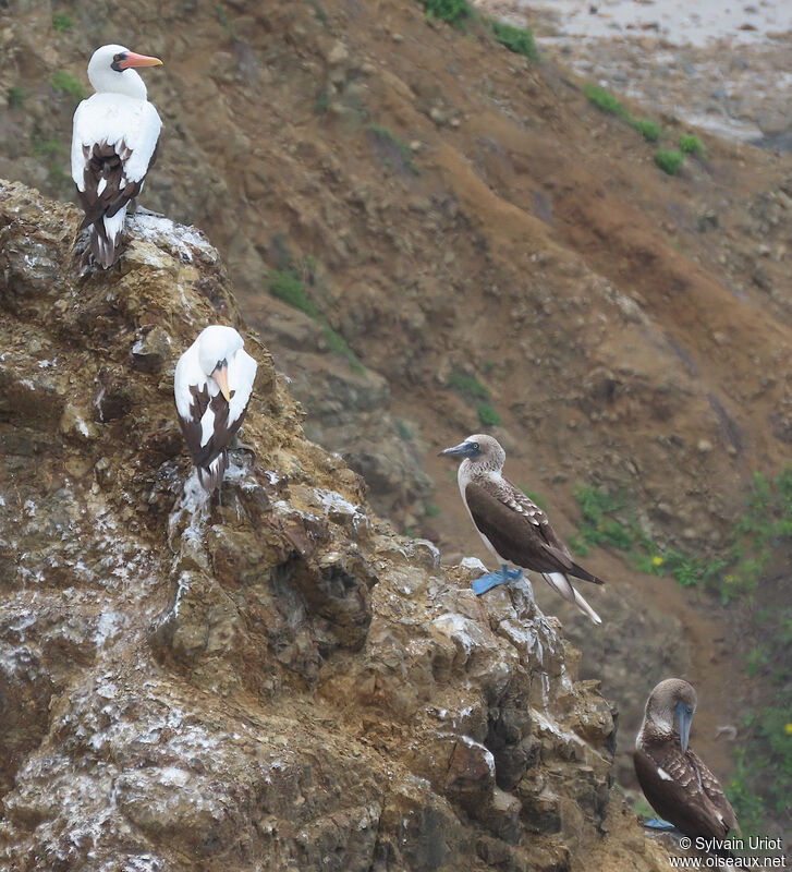 Nazca Booby