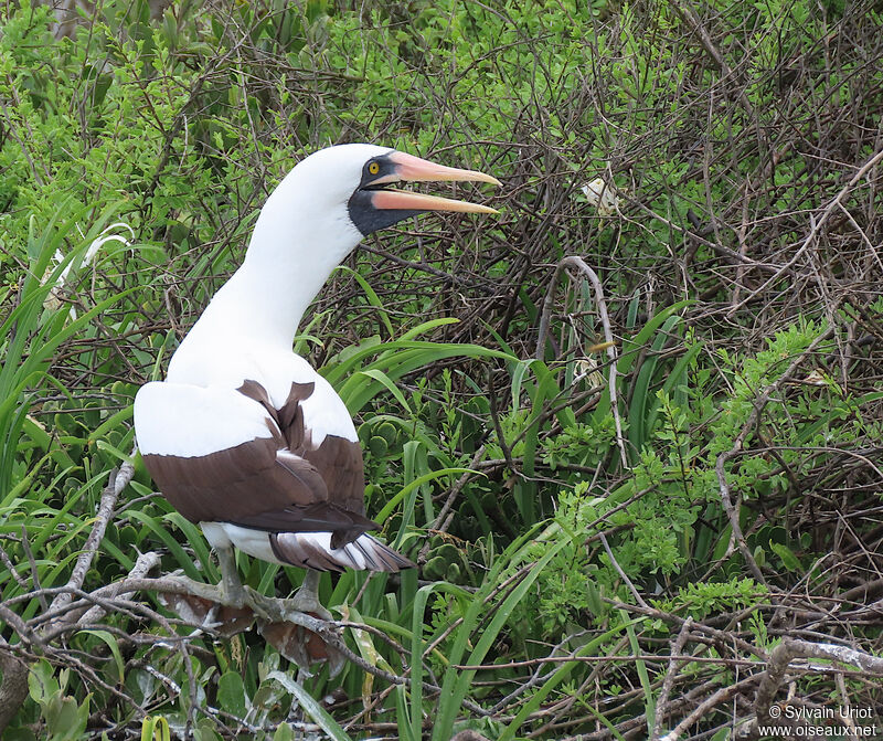 Nazca Boobyadult