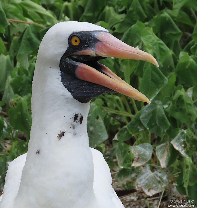 Nazca Boobyadult