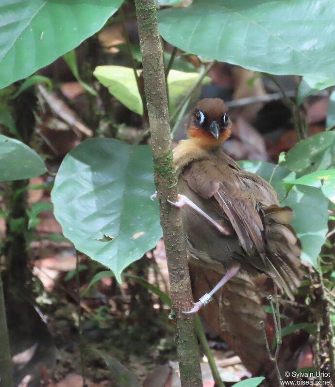 Rufous-throated Antbirdadult