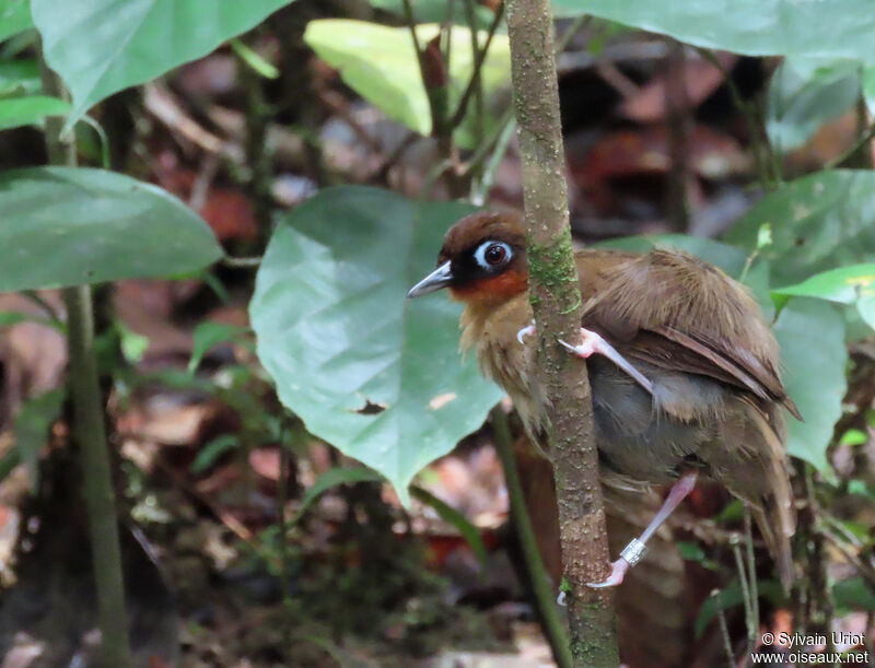 Rufous-throated Antbirdadult