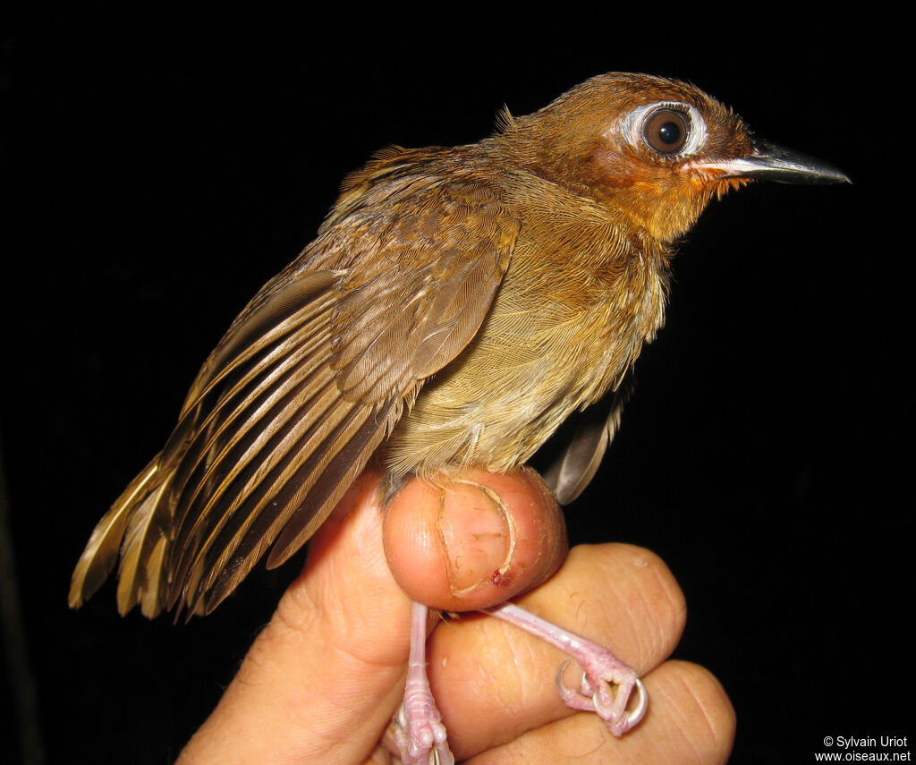 Rufous-throated Antbird