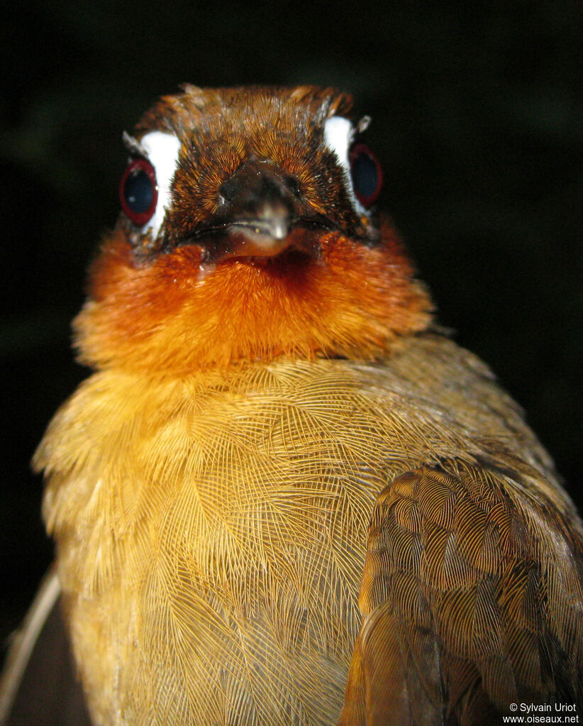 Rufous-throated Antbird