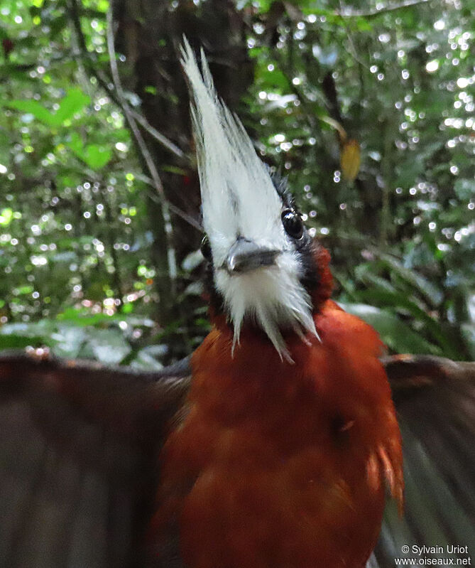 White-plumed Antbirdadult