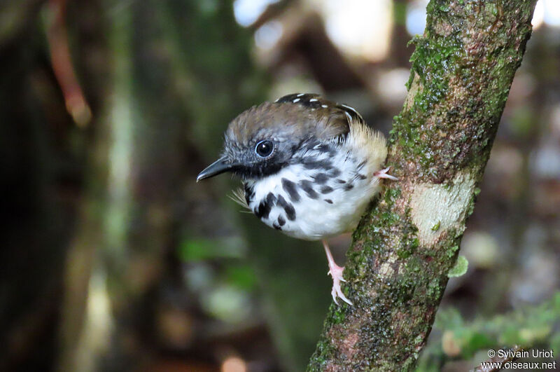 Spot-backed Antbird male adult