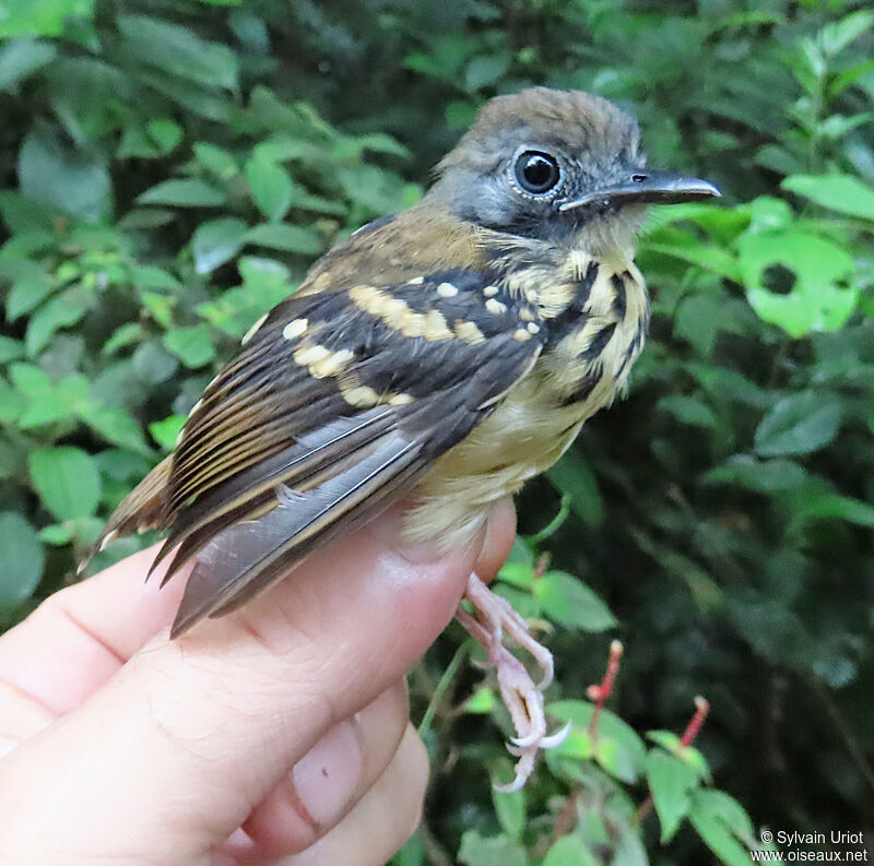 Spot-backed Antbird female adult