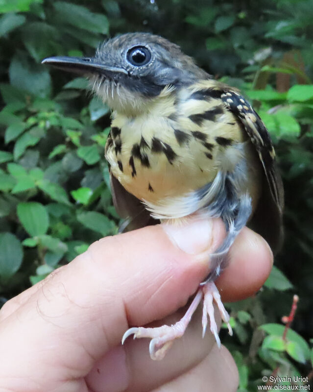 Spot-backed Antbird female adult