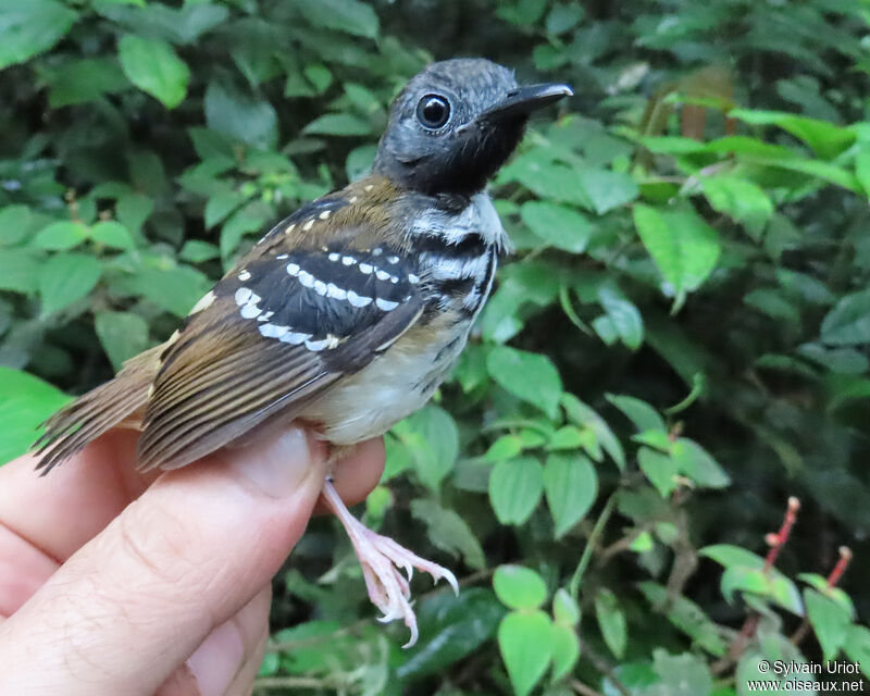 Spot-backed Antbird male adult