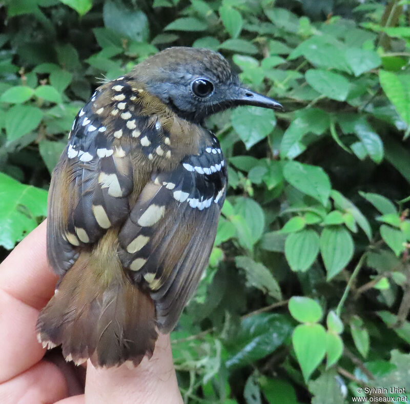 Spot-backed Antbird male adult