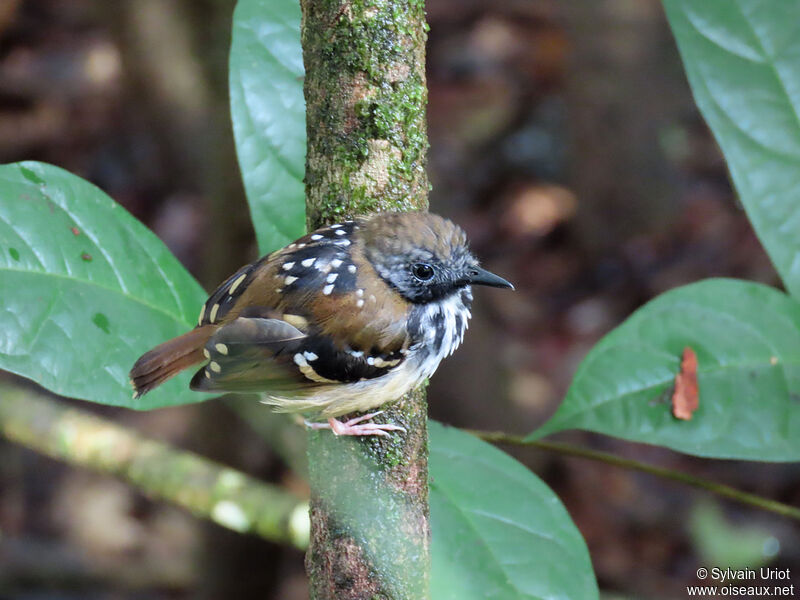 Spot-backed Antbird male adult