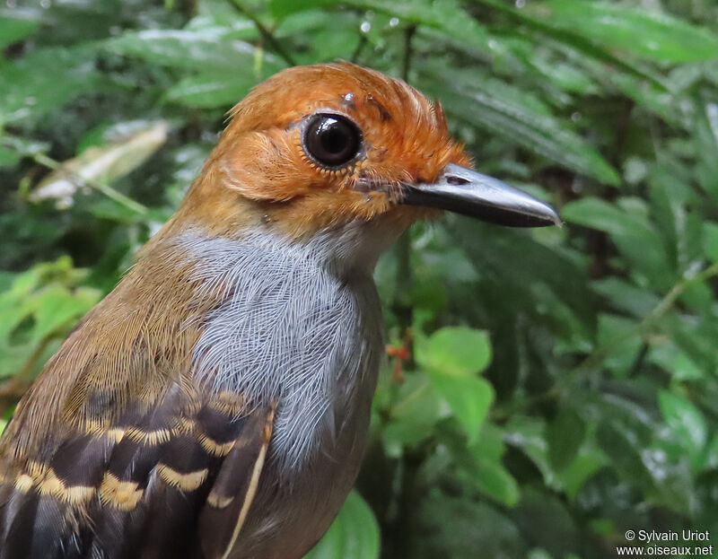 Common Scale-backed Antbird female adult