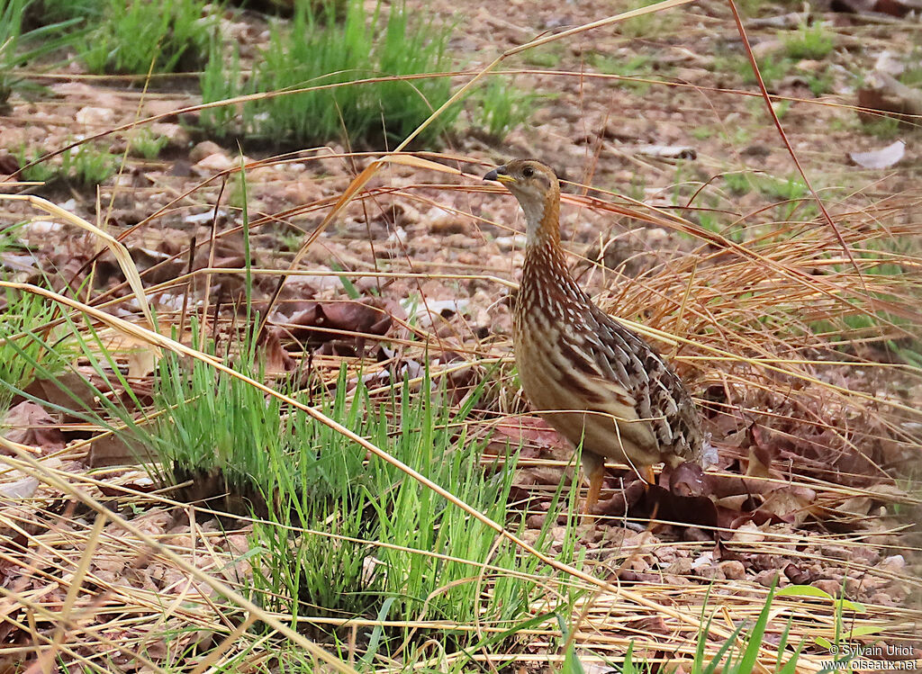 Francolin à gorge blancheadulte