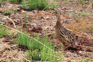 Francolin à gorge blanche