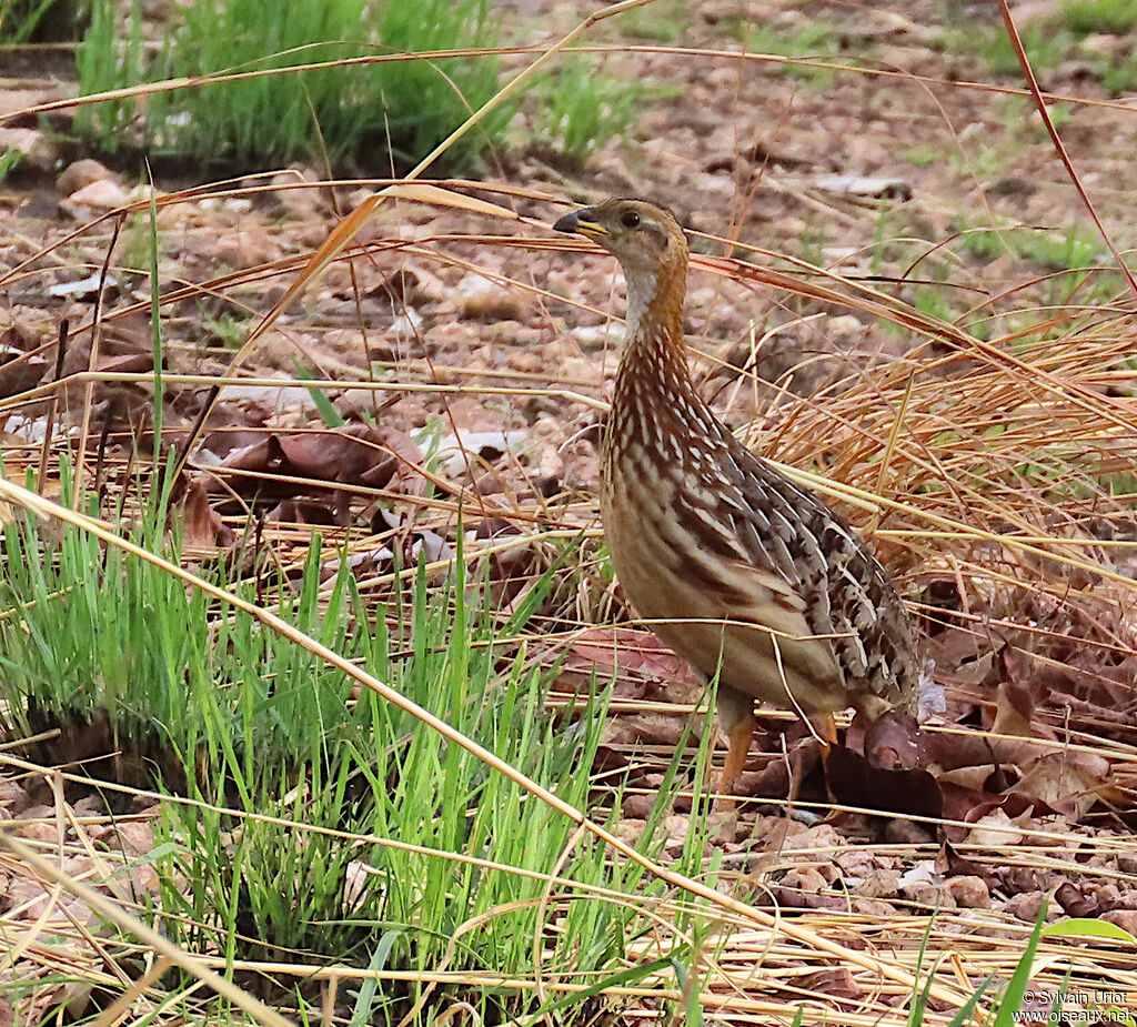 Francolin à gorge blancheadulte