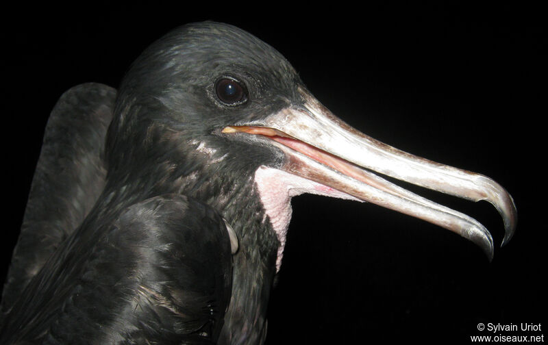 Magnificent Frigatebird male adult